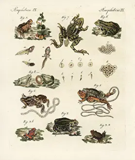 Arborea: Toads and frogs