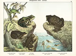 Herpetology: Toads and frogs