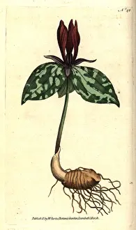 Trillium: Toadshade or sessile trillium, Trillium sessile