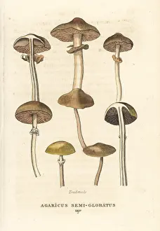 Agaricus: Toadstools, Agaricus semi-globatus