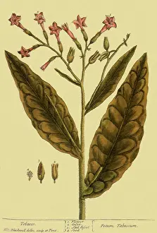 Tabacum: Tobacco