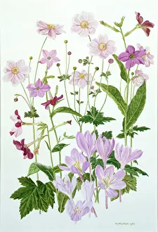 Nicotiana: Tobacco flowers etc
