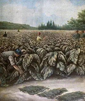 Leafing: TOBACCO GROWING ITALY