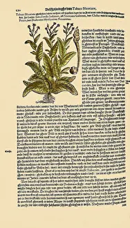 Lobel: Tobacco Leaves