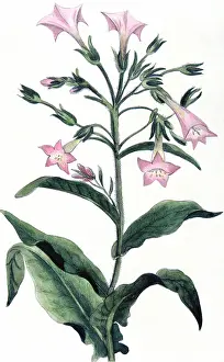 1823: Tobacco: Nicotiana tabacum. Hand-coloured