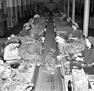 Budweiss: Tobacco plant