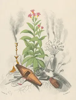 Grandville: Tobacco Plant