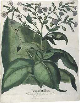 Tabacum: Tobacco Plant