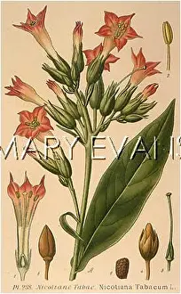 Tabacum: TOBACCO PLANT