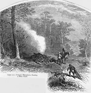 Preparatory: Tobacco Plantation