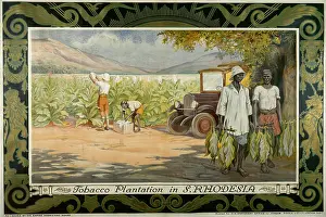Rhodesia: Tobacco Plantation