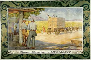 Nyasaland: Tobacco Plantation