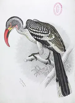 Hornbill: Tockus erythrorhynchus, Red-billed hornbill
