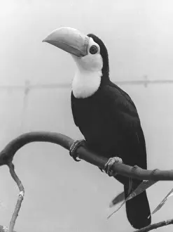 Toco: TOCO TOUCAN