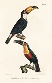 Oeuvres: Toco toucan and ariel toucan