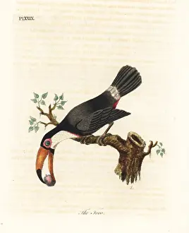 Toco: Toco toucan, Ramphastos toco