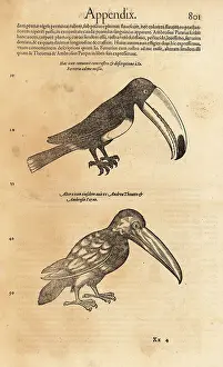 Piedmontese: Toco toucan, Ramphastos toco
