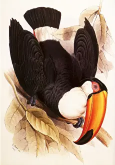 Lear: Toco Toucan, Ramphastos toco