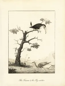 Stedman: Toco toucan and sunbittern