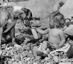 Pebbly: Toddler and boxer dog on pebbly beach