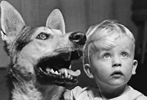 Upwards: Toddler with a German Shepherd, 1937