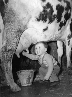 Udders: Toddler Milking a Cow