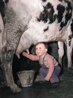 Thiscolourisedpic: Toddler Milking a Cow