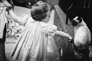 Prodding: Toddler and Siamese cat