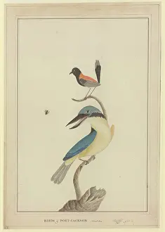 Wren: Todiramphus sanctus, Malurus melanocephala
