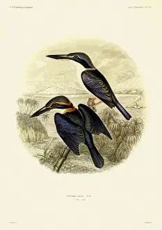Titan: Todiramphus vitiensis