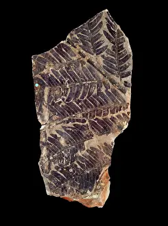 Pteridophyta: Todites denticulatus