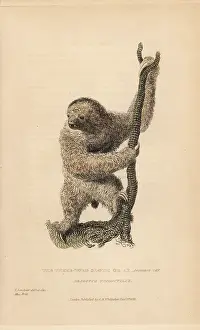 Tridactylus: Three toed sloth, Bradypus tridactylus
