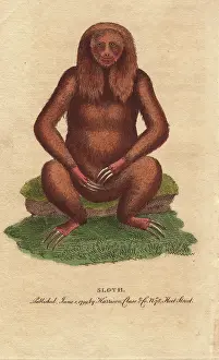 Tridactylus: Three toed sloth, Bradypus tridactylus