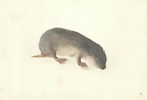 1754 1794: Tofer capensis