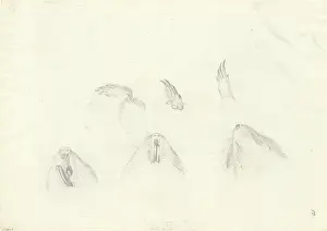 1754 1794: Tofer capensis