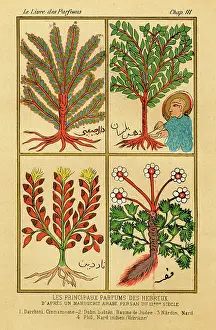 Cinnamon: TOILET/PERFUME 12C MS