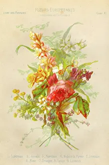 Jonquil: Toilet - Perfume - Flowers