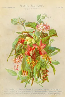 Mimosa: TOILET/PERFUME/FLOWERS