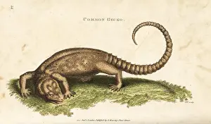 Gecko: Tokay gecko, Gekko gecko