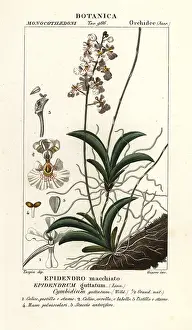 Giarrè: Tolumnia guttata orchid