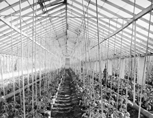 Hothouse: TOMATO HOTHOUSE