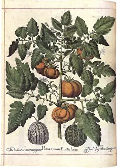 Tomatoes: Tomato Plant Bearing Fruit