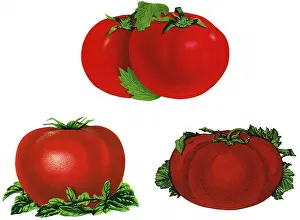Ripe: Tomato Varietals