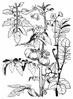 Lilley: Tomatoes