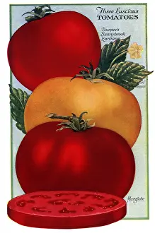 Packets: Three Tomatoes