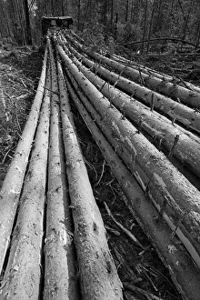 Tomsk: Tomlesprom Asinovsky Forestry