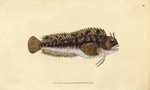 Blennius: Tompot blenny, Parablennius gattorugine