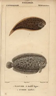 Pleuronectes: Tonguefish, Symphurus, and marbled sole, Pleuronectes