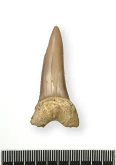 Elasmobranchii: Tonguestone (shark's tooth)