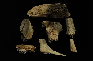Tooth: Tools of flint and animal bones. Performed by Homo sapiens